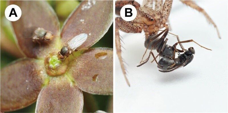 Plant “mimics smell of injured ants to attract pollinators”
